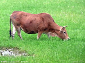 欲錢找屬火的動物,火肖是什麼生肖