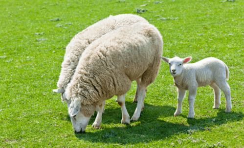 屬羊缺金女孩何金銘好聽么,有一點體寒的毛病,吃羊肉好嗎?女人吃羊肉有什麼好處