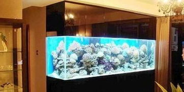 魚缸五行屬水擺在西方金位,魚缸擺放在什麼位置好?