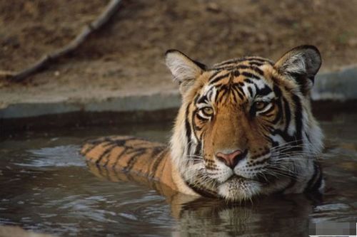 62生的人屬金命嗎,1962年出生的是什麼命