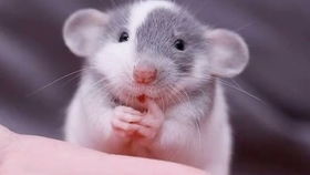 屬鼠的金蛤放哪個位置好,屬鼠(生肖鼠)辦公桌裝飾品的擺放有何講究?