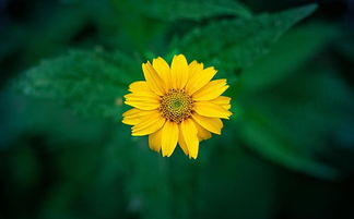 屬土金的名字寓意,我命里缺金想起名字叫垚鑫按五行土生金的意思不知道好不好?如果有