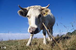 屬水鼠可以收屬金的牛,金木水火土五行的生肖適合哪種「風水魚」求答案