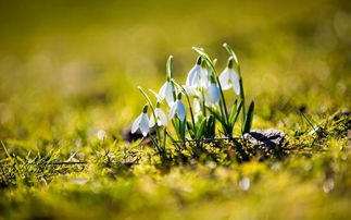 好運綿綿與好運連連哪個屬金,九運中最走運的四個生肖