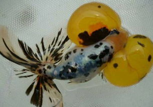 五行屬金適合養的魚,五行屬金的人可以在家裡養魚嗎?