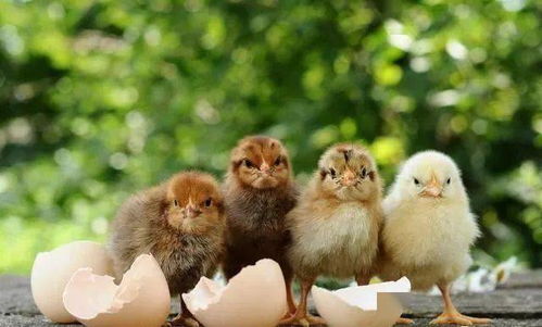 屬雞的命里屬金適合短發嗎,屬雞人的永久幸運顏色是什麼?