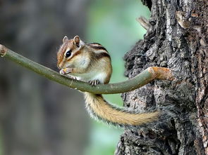 2022屬鼠潤四月金命,屬鼠的人2022年運勢如何呢?肖鼠的?愛