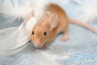 哪些出生的是屬金,1993年屬什麼金