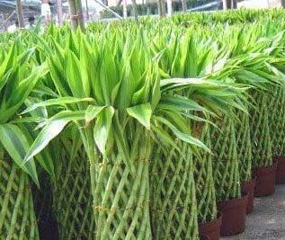 在風水學中哪種植物屬火,私家庭院風水中植物五行指的是什麼?