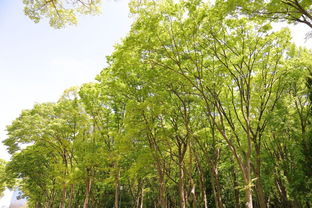 屬龍白蠟金命住哪層好,1988年黃龍大木林命和霹靂火在一起不好嗎?那也就是說1988年?愛