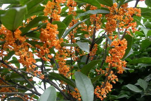 金桂屬南方還是北方,桂花只有南方有嗎??北方有沒有