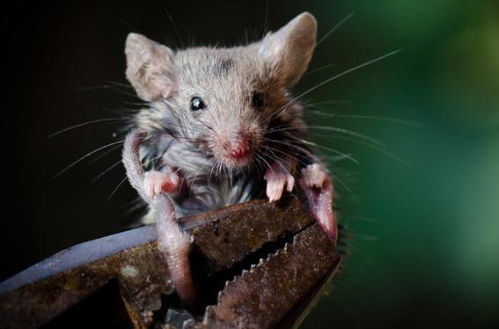 1987屬兔五行缺水缺金,1987年陰歷4月1日12點20出生是什麼命