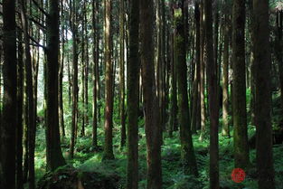 屬金的命取屬木的名好嗎,請高手指點,按命理到底該取補金的還是補木的名字