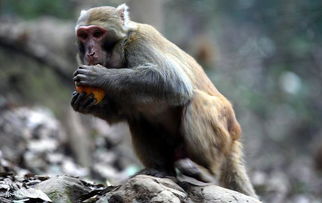 猴子屬金什麼意思呢,屬猴的人什麼特點?