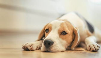 屬金的狗命運怎麼樣,屬狗2022年運勢如何?