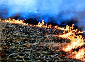 明屬陰火還是陽火,是上火嗎?是陰火還是陽火?