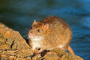 屬老鼠的命中喜金嗎,2008年的鼠年是什麼鼠(金 木 水 火 土)?網上有好多版本啊