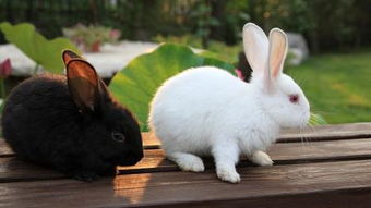 屬火的兔子命運缺什麼,大師好,我87年的屬兔,五行缺土有什麼補救方法嗎?今後如何呢補充