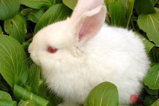 屬鼠能戴金兔子嗎,女屬兔男屬鼠會相剋嗎?我跟我男朋友認識兩年多了,我們挺相愛的可