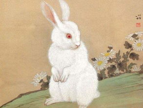 屬兔的女人有缺金取名大全,1987年屬兔的人缺金取名字