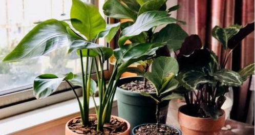 哪些綠植五行屬金,五行屬金的人養什麼植物利財