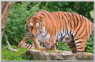 屬虎的金命女人起什麼名字,虎年金氏女孩起名字大全