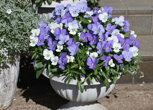 屬火命家裡養什麼花不好,火命人養什麼植物旺財