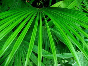 五行屬金火的植物,五行屬金的人,辦公室的養什麼植物