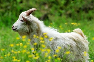 91屬羊的適合戴金嗎,屬羊人可以戴黃金手鐲嗎?