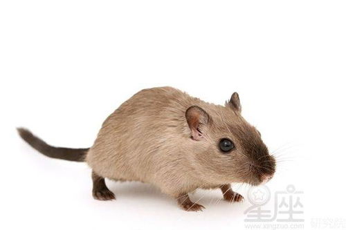 1996的鼠什麼五行呀,屬鼠五行是什麼