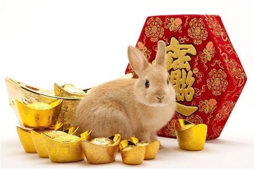 屬兔五行缺金87案例,1987年屬兔的人缺金取名字