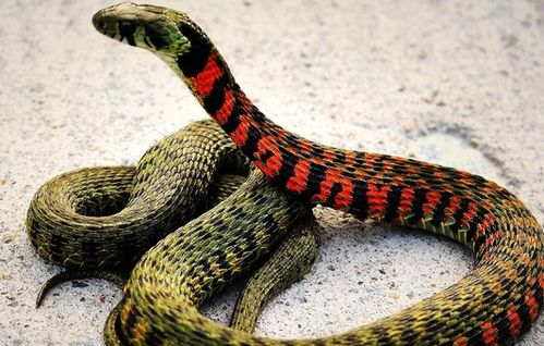 屬龍金命能紋蛇嗎,屬蛇的紋身有什麼講究,屬蛇人紋身禁忌有哪些?