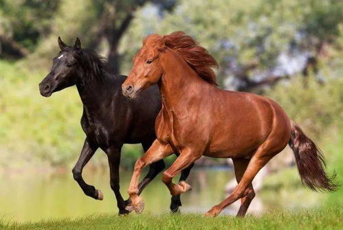 14屬相為馬五行屬金,2014年馬年五行屬什麼