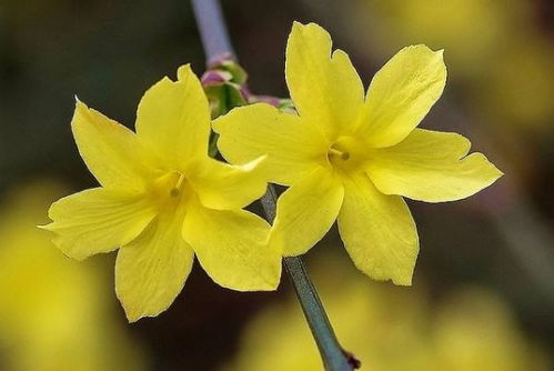 屬火的字有草花頭的字有哪些字,草字頭頭五行屬火的字有哪些