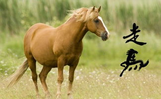 屬馬的火命該住幾層樓房,風水學之屬相與樓層的風水關係有哪些?