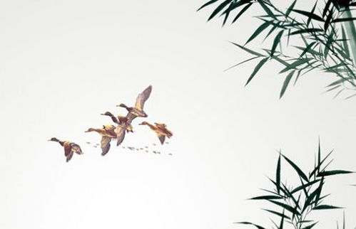 五行屬金適宜起名的字,五行帶金字的名字有哪些