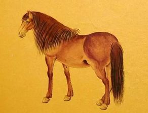 屬馬五行缺金缺土可戴綠幽靈嗎,我五行屬金缺土帶什麼水晶啊?