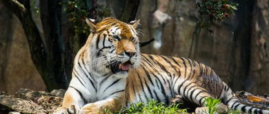 屬虎2022是土還是金命,問一下1974年3月15日子時出生的女子水命不是金命,五行中缺什?