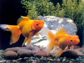 屬火的可以養金魚嗎,鴻運當頭金魚養幾條風水好