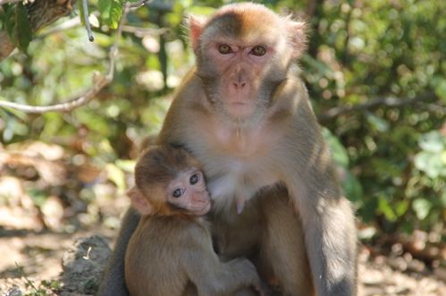 屬猴人今可以帶金狗嗎,1980.03.23出生的本命年能帶金猴嗎