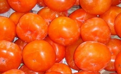 柿子是屬火還是屬寒,柿子是寒性的還是熱性的