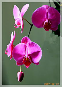 屬金的人可以養蝴蝶蘭嗎,蝴蝶蘭的風水學應用有哪些?