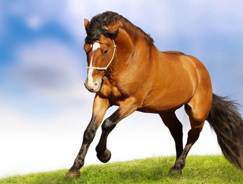 屬馬火命和屬鼠金命適合合作嗎,1991年8月26屬於水木金火土命查詢表