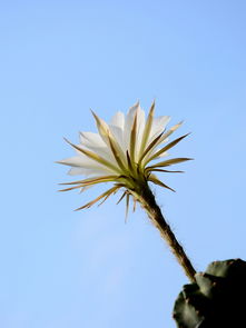 土金金的名字屬木能用嗎,求八字的喜用神