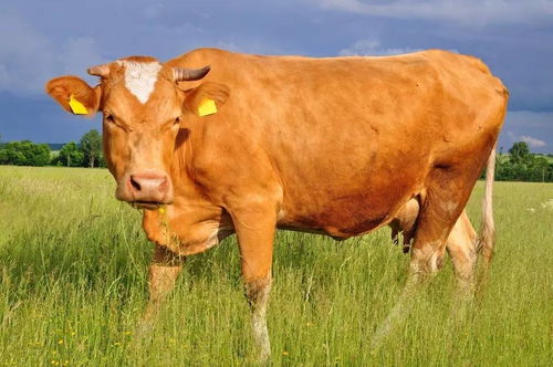 屬牛缺火跟水的名字大全,生肖屬牛,五行屬水取名寶典