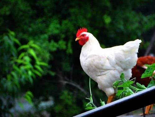 生肖雞五行屬金佩戴什麼,屬雞人的永久幸運顏色是什麼?