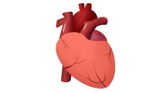 心臟五行屬火用什麼補,心臟內火和火毒吃什麼食物和排毒