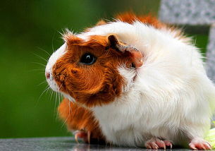 屬鼠金命是什麼星座,1996年農歷10月11屬鼠的是什麼星座