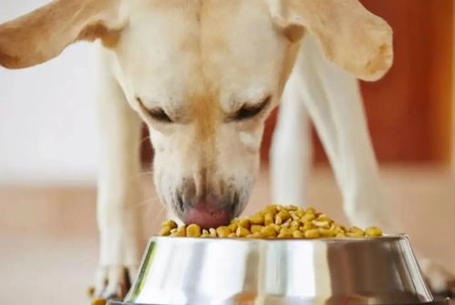 寵物食品是屬火的行業嗎,寵物零食在中國的發展現狀怎麼樣?