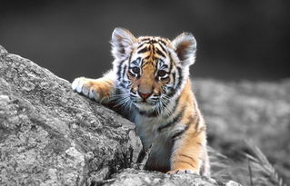 陽歷三月屬虎的能帶金嗎,屬虎的人能帶黃金玉佛嗎